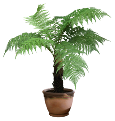 plant png 7