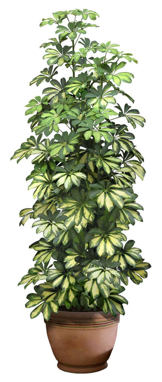 plant png 8