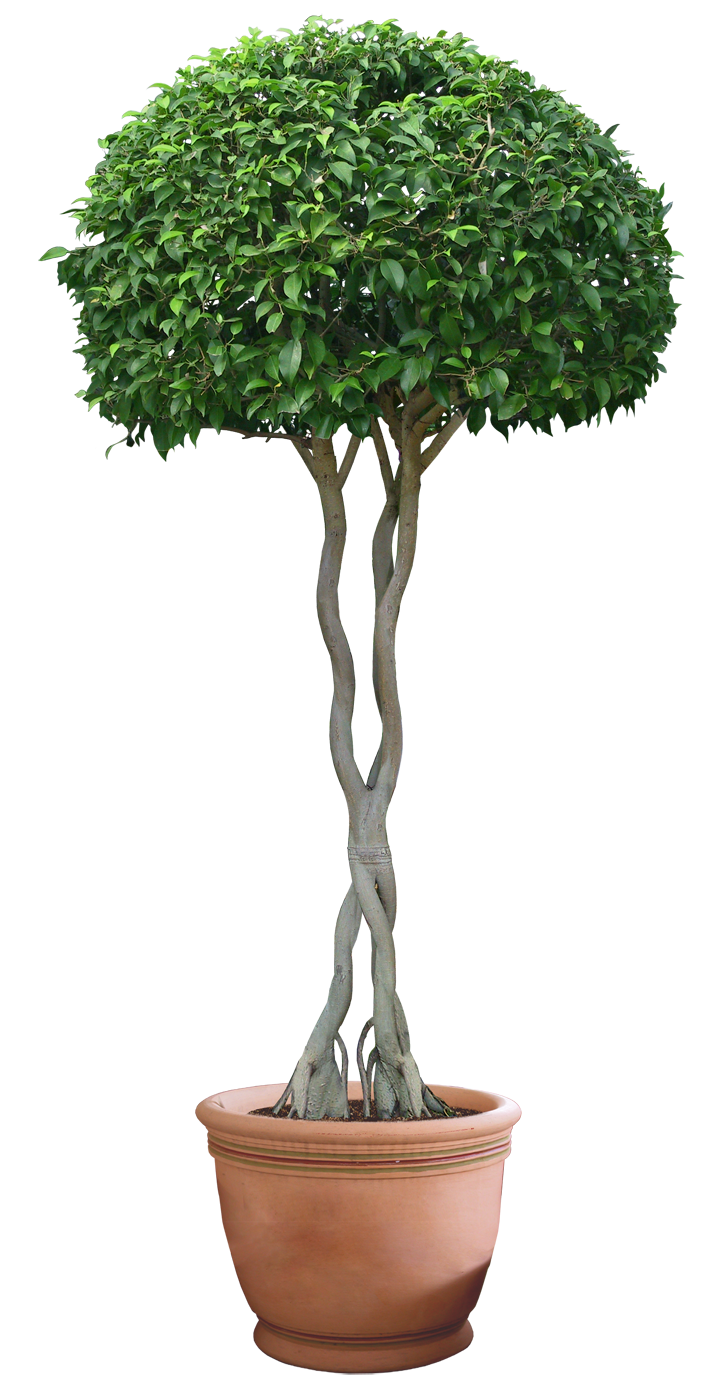 plant png 12