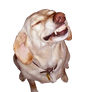 Perrro smile dog png