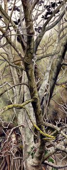 Radagast the Brown