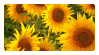 Sunflower Stamp by K3NNA