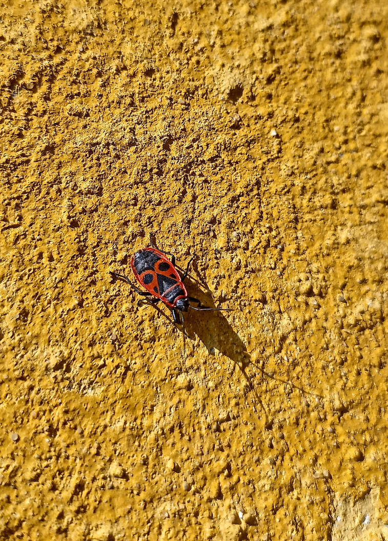 Red Firebug on a Yellow wall by SandyDeacon on DeviantArt