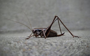 A grasshopper