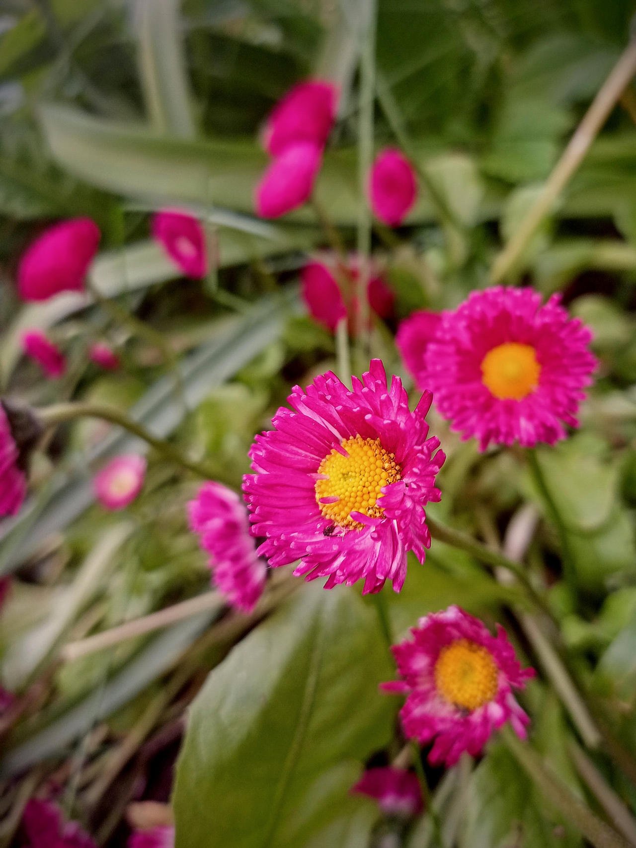 Pink by SandyDeacon on DeviantArt