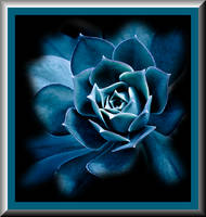 Blue Mountain Rose