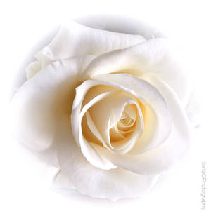 WHITE ROSE by IME-Photography