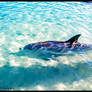 WESTERN AUSTRALIA. MONKEY MIA, SHARK BAY .