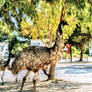 EMU,S HIKING ON THE CAMPING !