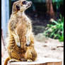 MEERKAT NR 2