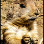 MARMOT 2