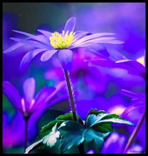BLUE BEAUTY by IME54-ART BLUE BEAUTY by IME54-ART