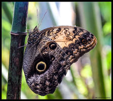 BUTTERFLY , BLUE MORPHO HASHTAG