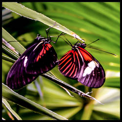 SPRING LOVE