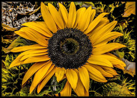 THIS FLOWER MAKES US HAPPY !