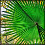 INSIDE THE PALM LEAVE NR 2