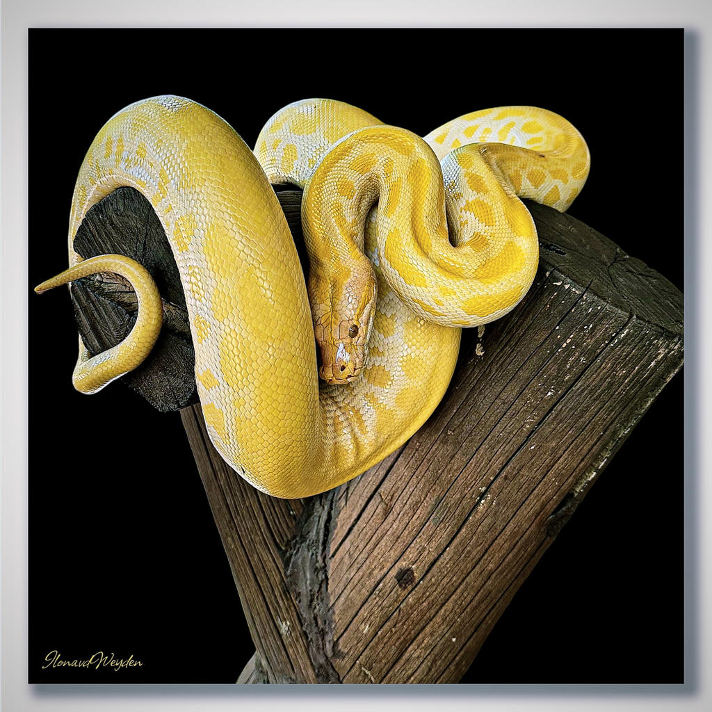 PYTHON BALI ZOO by IME-Photography on DeviantArt