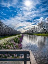 FLOWERS ALONG THE CANAL