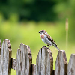 THE SPARROW SO ORDINARY YET SPECIAL