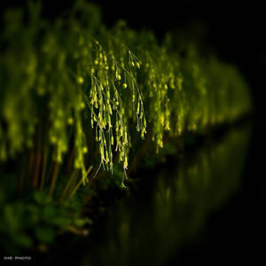 LUMINOUS