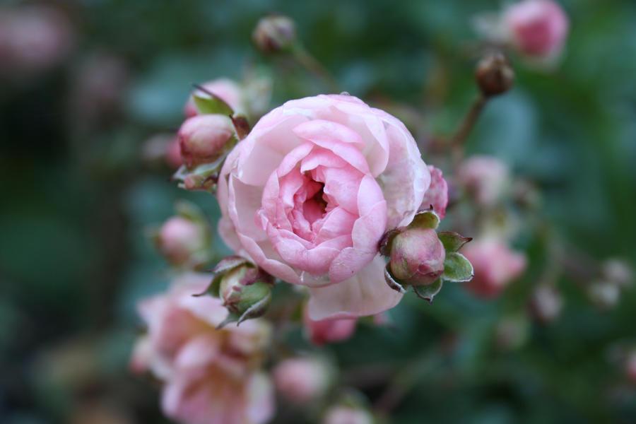 Fariry Roses Fairy rose by Ruleri on DeviantArt