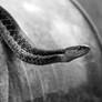 Snake on a Watering Can