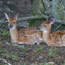 Twin Fawns 1