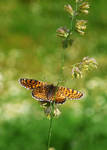 Perfect Landing by Zelma1