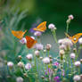 The Butterfly Kingdom