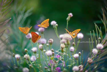 The Butterfly Kingdom