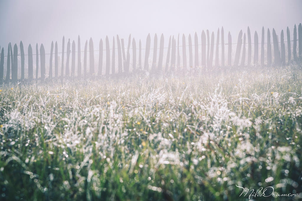 Silent morning