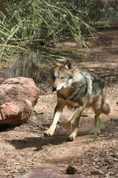 Mexican Grey Wolf 004