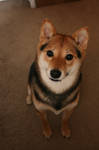 Shiba Inu 001 by FoxWolfPhoto