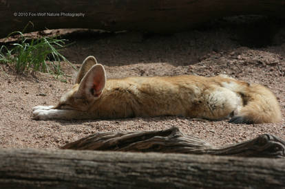 Fennec Fox 001