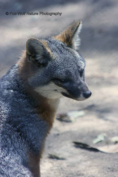 Island Fox 003