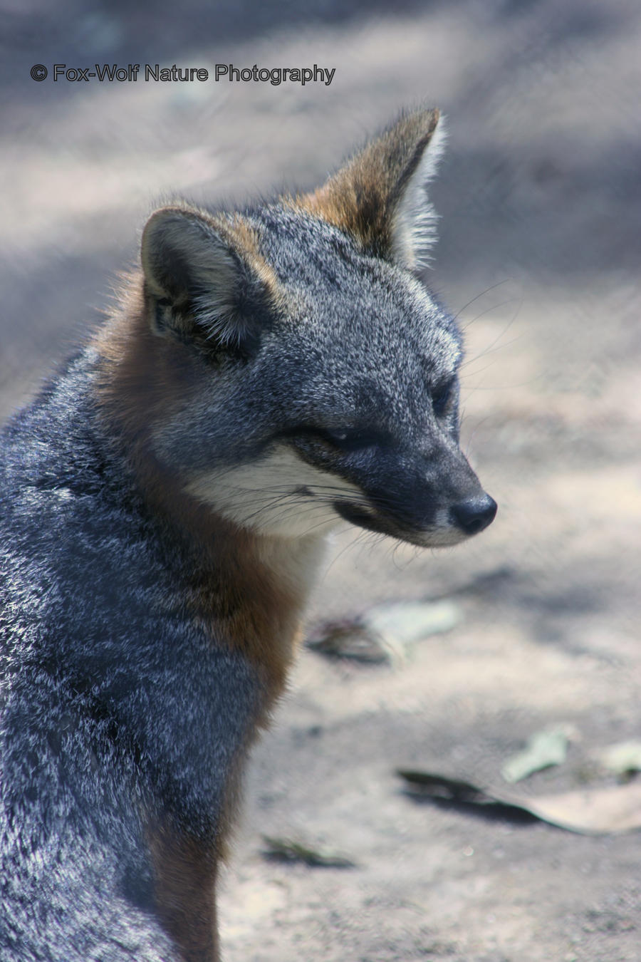 Island Fox 003