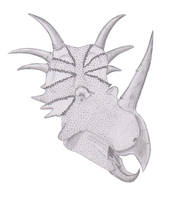 Styracosaurus albertensis