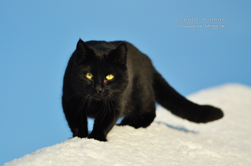 Cat in snow