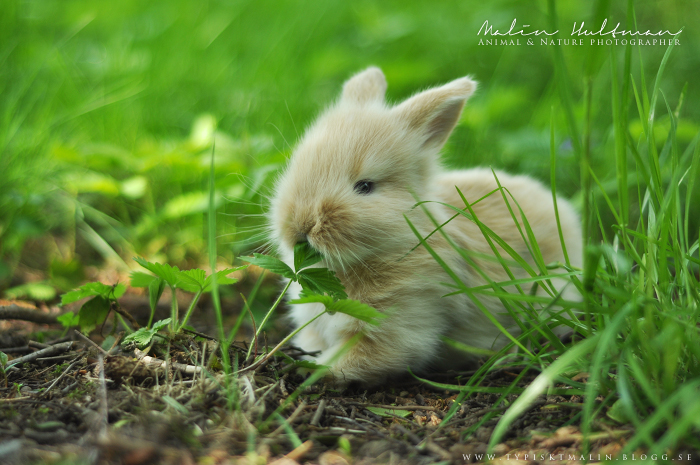 Rabbit Baby 2012 - 3