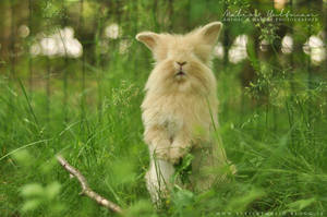 Rabbit Baby 2012 - 4