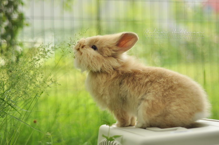 Rabbit Baby 2012 - 5
