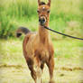 Arabian foal