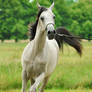 Arabian Horse - 4