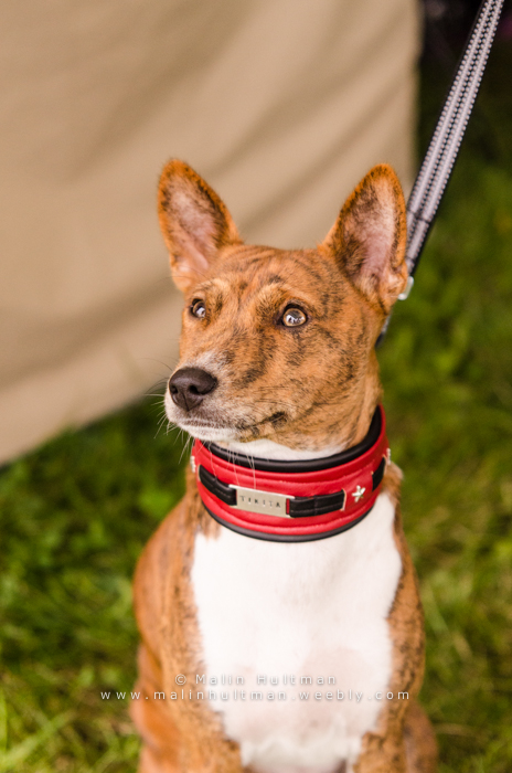 Basenji dog