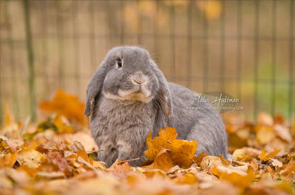 Zapp with leafs