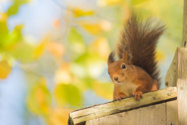 Squirrel sitting in the tree..