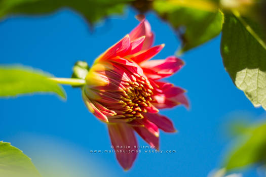 Pink flower