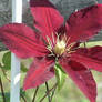 Red Clematis