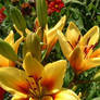 Yellow Lillies