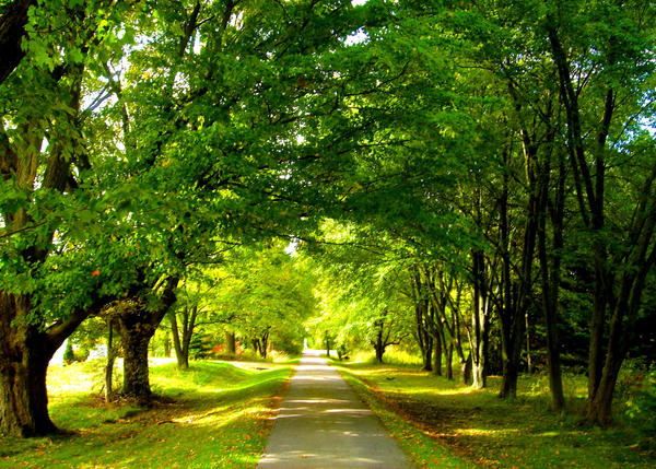 Archal Tree Arching Trees by twotalltrees on DeviantArt